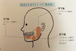 唾液腺の写真