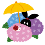 紫陽花の写真