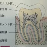 歯の構造