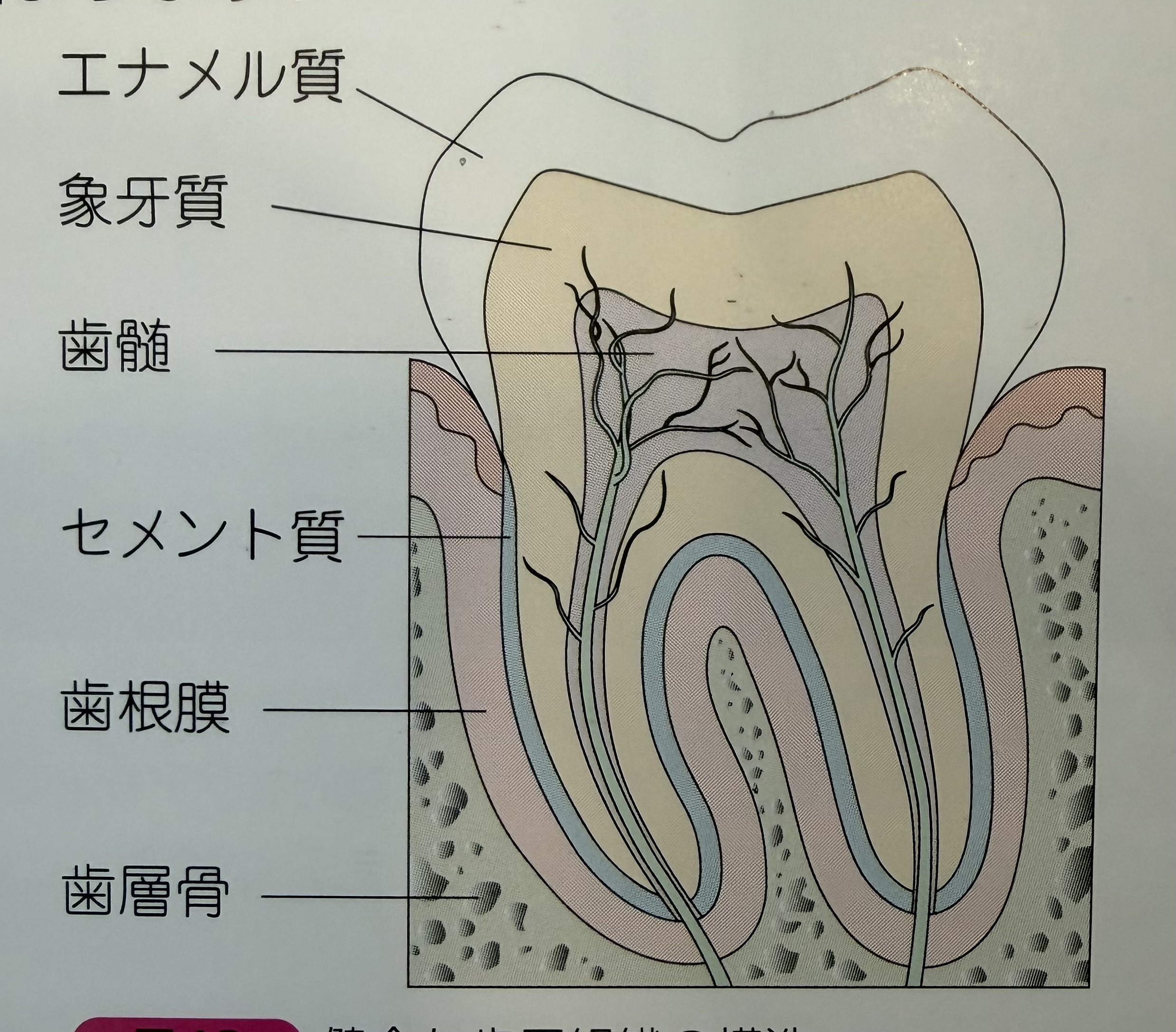 歯の構造